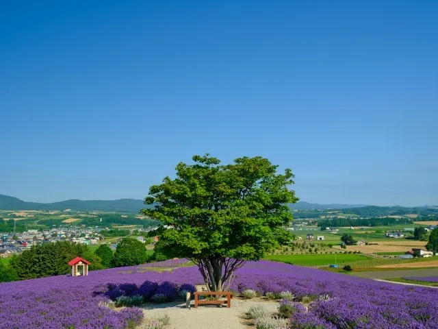 樹木葬の心理と効果を茨城県日立市で考える納得の選び方